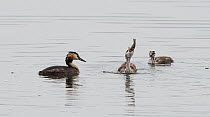 Great crested grebe (Podiceps cristatus) female and chicks, one swallowing fish. Goettingen, Lower Saxony, Germany, July.
