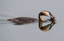 Great crested grebe (Podiceps cristatus) on water with European perch (Perca fluviatillis) prey. Goettingen, Lower Saxony, Germany, July.