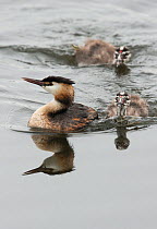Great crested grebe (Podiceps cristatus) female on water with two chicks. Goettingen, Lower Saxony, Germany, July.