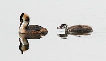 Great crested grebe (Podiceps cristatus) female on water with chick begging for food. Goettingen, Lower Saxony, Germany, July.