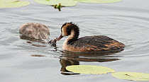 Great crested grebe (Podiceps cristatus) female on water with chick begging for food. Goettingen, Lower Saxony, Germany, July.