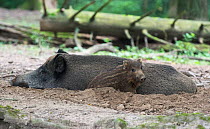 Wild boar (Sus scrofa) sow resting in wallow with piglet by her side. Animal Park, Hann-Munden, Lower Saxony, Germany. Captive.