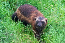 Wolverine (Gulo gulo) in long grass, Animal Park, Hann-Munden, Lower Saxony, Germany. Captive, occurs throughout the boreal zone of the northern hemisphere.