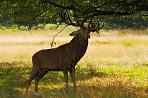 Red deer (Cervus elaphus) stag thrashing branches. Surrey, UK, October.