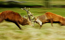 Red deer (Cervus elaphus) stags fighting. Surrey, UK, November.