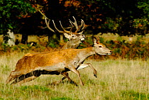 Red deer (Cervus elaphus) stag trying to prevent hind from joining rival males harem. Surrey, UK, October.