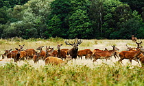 Red deer (Cervus elaphus) dominant stag surrounded by harem of hinds. Surrey, UK, September.