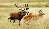 Red deer (Cervus elaphus) stag chasing away young male, Surrey, UK, September.