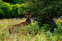 Red deer (Cervus elaphus) stag thrashing hawthorn bush. Surrey, UK, September.