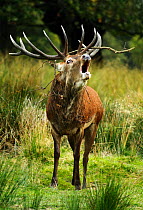 Red deer (Cervus elaphus) stag bellowing with small branch in its antlers. Surrey, UK, September.