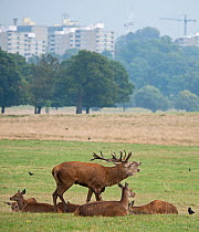 Red deer (Cervus elaphus) stag bellowing during rut, with group of hinds, Richmond Park, London, UK, September.