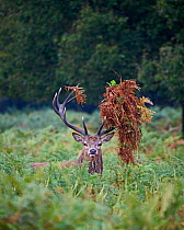 Red deer (Cervus elaphus) stag with bracken in its antlers during rut, Richmond Park, London, UK, September.