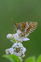 False Heath Fritillary butterfly (Melitaea diamina) on  flower, Fort de Rimplas, Mercantour National Park, Provence, France, June.