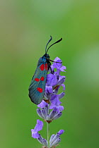 Five-spot Burnet Moth (Zygaena lonicerae) on flower, Fort de Rimplas, Mercantour National Park, Provence, France, June.