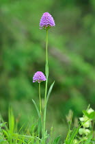 Globe Orchid (Traunsteinera globosa) near Lac du Bornon, Mercantour National Park, Provence, France, June.