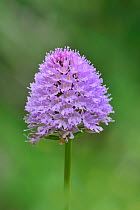 Globe Orchid (Traunsteinera globosa) near Lac du Bornon, Mercantour National Park, Provence, France, June.