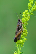Grasshopper (Stauroderus scalaris) North of Isola village, Mercantour National Park, Provence, France, July.