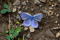 Green Underside Blue butterfly (Glaucopsyche alexis) Mercantour National Park, Provence, France, June.