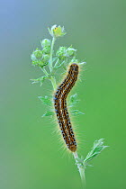 Lackey Moth (Malacosoma neustria) Col du Lombardie, Mercantour National Park, Provence, France, June.