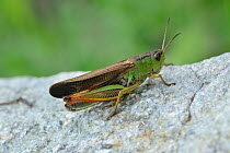 Large Mountain Grasshopper (Stauroderus scalaris) Mercantour National Park, Provence, France, June.