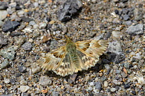 Marbled Skipper butterfly (Carcharodus lavatherae) on rock, Mercantour National Park, Provence, France, June.