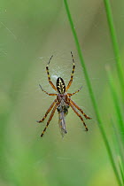 Oak Spider (Aculepeira ceropegia) feeding on prey, Isola village, Mercantour National Park, Provence, France, July.