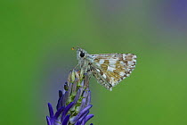 Olive Skipper butterfly (Pyrgus serratulae) on flower, Mercantour National Park, Provence, France, June.