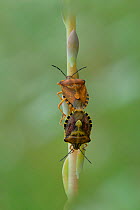 Parent Bugs (Elasmucha grisea) mating, Mercantour National Park, Provence, France, June.