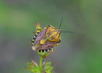 Parent Bug (Elasmucha grisea) Mercantour National Park, Provence, France, June.