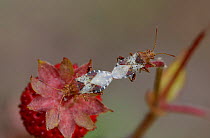 Bugs mating (Rhopalus subrufus) on strawberry, Mercantour National Park, Provence, France, June.