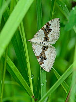 Silver-ground Carpet moth (Xanthorhoe montanata) Mercantour National Park, Provence, France, June.