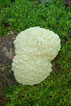 Slime Mould (Mucilago crustacea) Clare Glen, Tandragee, County Armagh, Northern Ireland, UK. April.