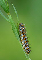 Spotted Fritillary (Melitaea didyma) caterpillar, Mercantour National Park, Provence, France, July.