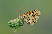 Spotted Fritillary butterfly (Melitaea didyma) Mercantour National Park, Provence, France, July.