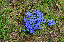 Spring Gentian (Gentiana verna) in flower, Col du Lombardie, Mercantour National Park, Provence, France, June.