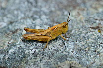 Steppe Grasshopper (Chorthippus dorsatus) on rock, Mercantour National Park, Provence, France, June.
