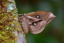 Tau Emperor moth (Aglia tau) dark form, Vercores National Park, France, April.