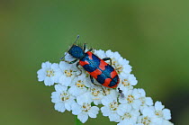 Checkered beetle (Trichodes alvearius) on flower, Rimplas, Mercantour National Park, Provence, France, June.