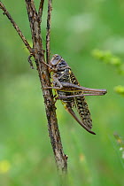 Wart Biter grasshopper (Decticus verrucivorus) Mercantour National Park, Provence, France, July.
