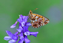 Weaver's fritillary butterfly (Boloria dia) on flower, Mercantour National Park, Provence, France, July.