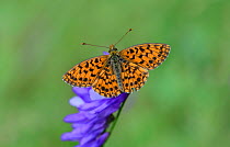 Weaver's Fritillary Butterfly (Boloria dia) Mercantour National Park, Provence, France, July.