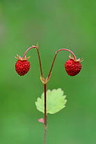 Wild Strawberry (Fragaria vesca) on route de Turni, North of Moulinet, Mercantour National Park, Provence, France, June.