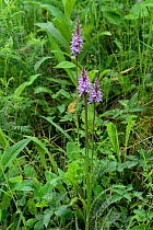 Alpine Dactylorhiza( Dactylorhiza alpestris) growing on a number of roadside verges to Col du Lombardie, North of Isola village, Mercantour National Park, Provence, France, June.