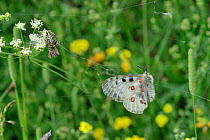 Apollo (Parnassius apollo) caught in webs of Oak spider (Aculepeira ceropegia) which is feeding on bee, Col du Lombardie, Isola village, Mercantour National Park, Provence, France, July, July.
