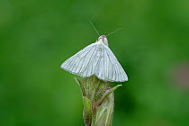 Black-veined Moth (Siona lineata) Mercantour National Park, Provence, France, June.