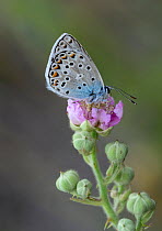Common blue butterfly (Polyommatus icarus) Fort de Rimplas, Mercantour National Park, Provence, France, June.