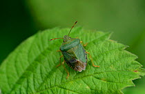 Common Green Shieldbug (Palomena prasina) on leaf. Near  Moulinet, Mercantour National Park, Provence, France, June.