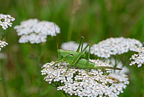 Cricket (Tettigonia cantans) Saint Sauveur Sur-Tinee, Roure, Mercantour National Park, Provence, France, July.