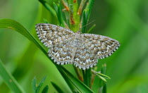 Dusky-brown wave moth (Scopula tessellaria) Le Villars near Col de la Couillole. Mercantour National Park, Provence, France. July.