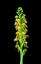 Man orchid (Aceras anthropophorum) Kent, UK.
